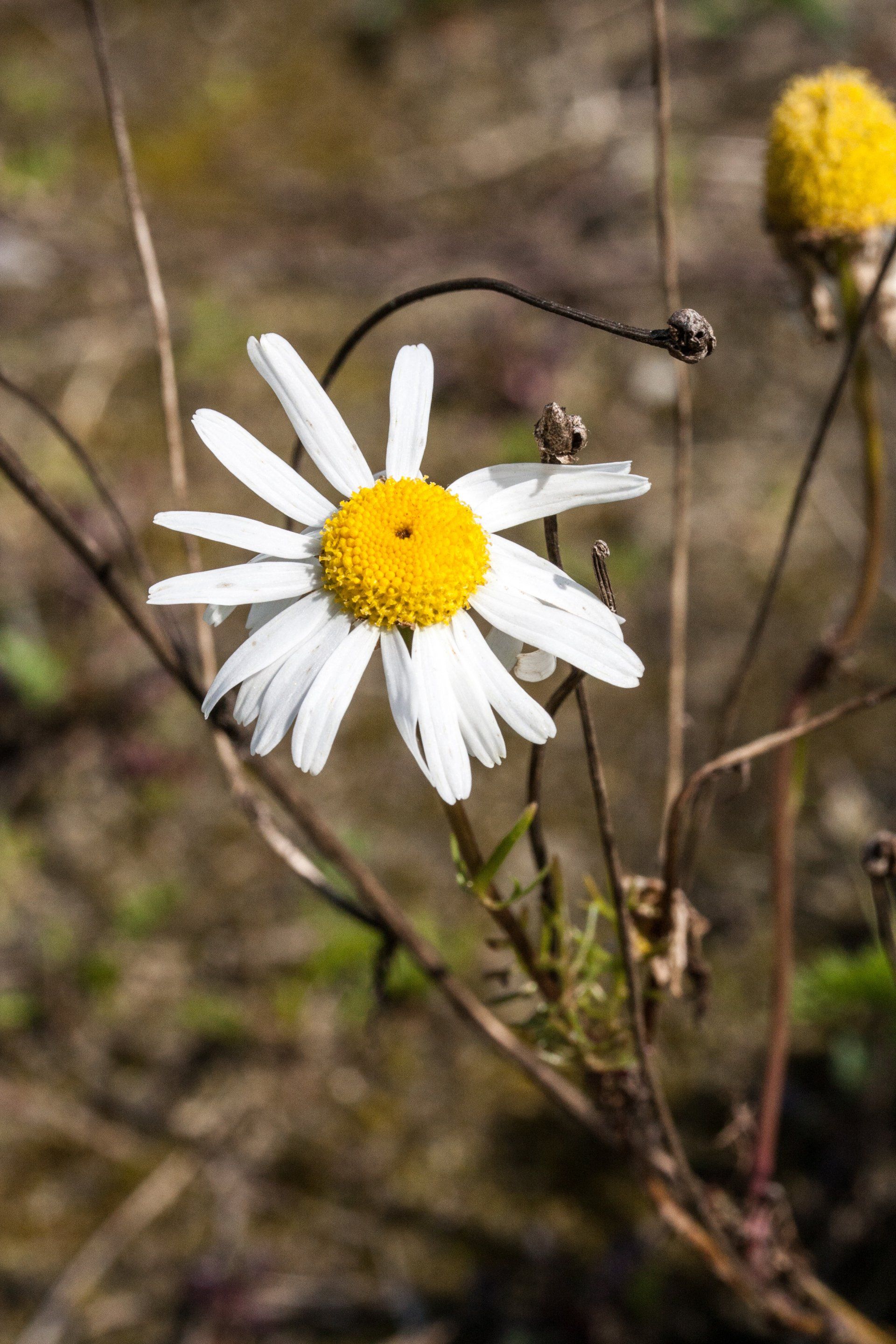 Herberg de Roskam Natuur