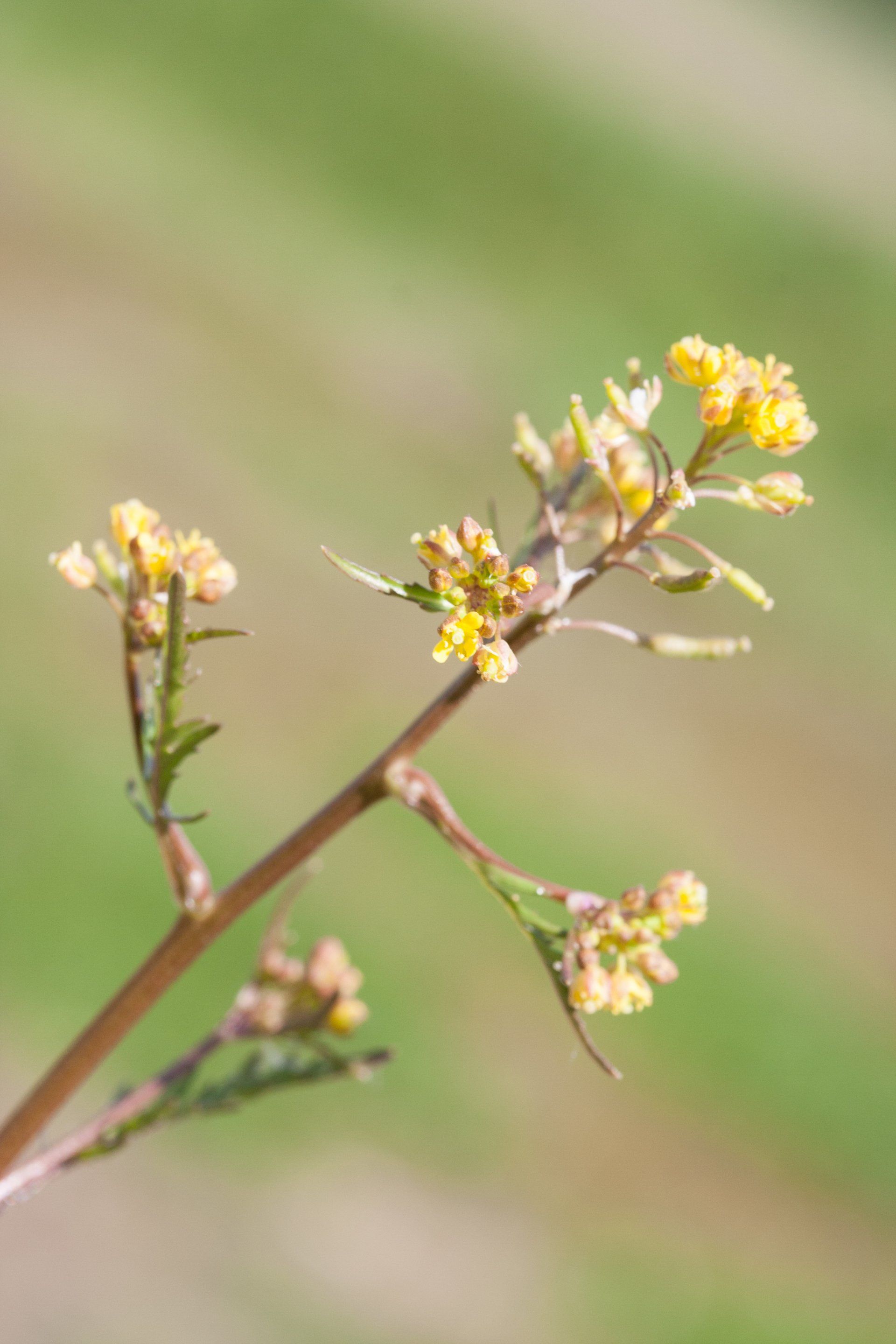 Herberg de Roskam Natuur