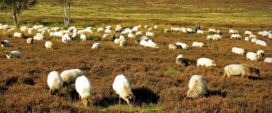 Herberg de Roskam schapen