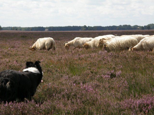 Herberg de Roskam Schapen drijven