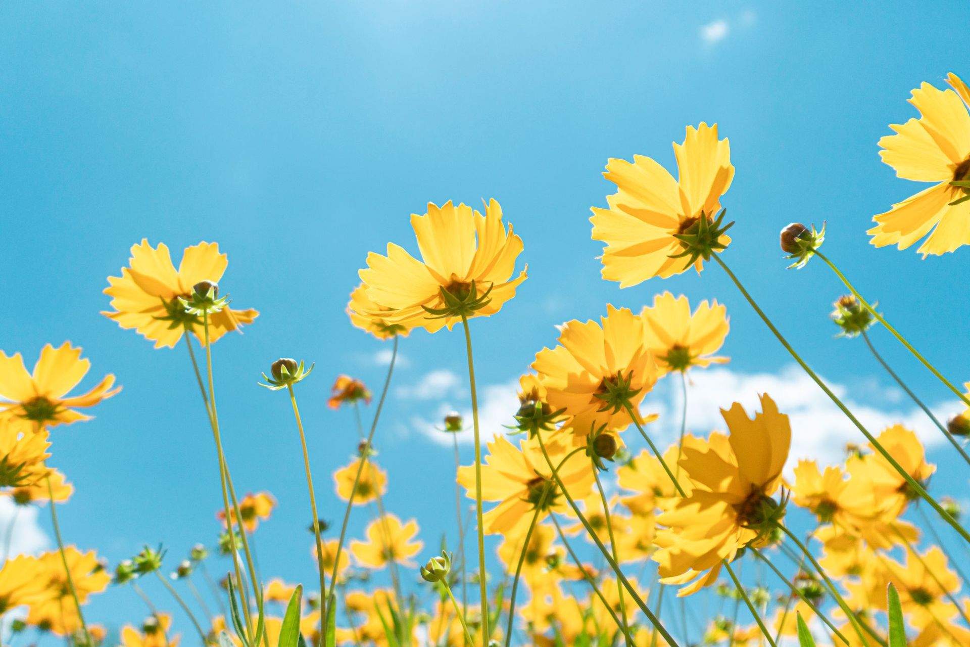 Yellow Wild Flower | Aurora, IL | Prairie Point Dental