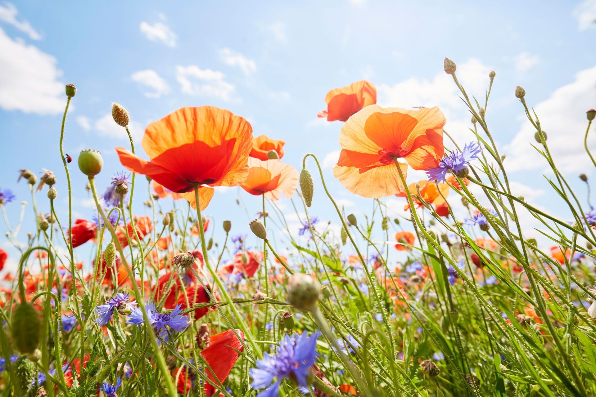 Beautiful Wild Flower | Aurora, IL | Prairie Point Dental