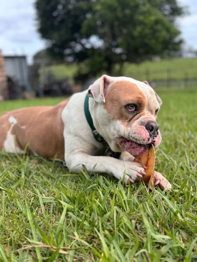 A Brown And White Dog Is Chewing On A Bone In The Grass — Barking Happy Treats In Collombatti, NSW
