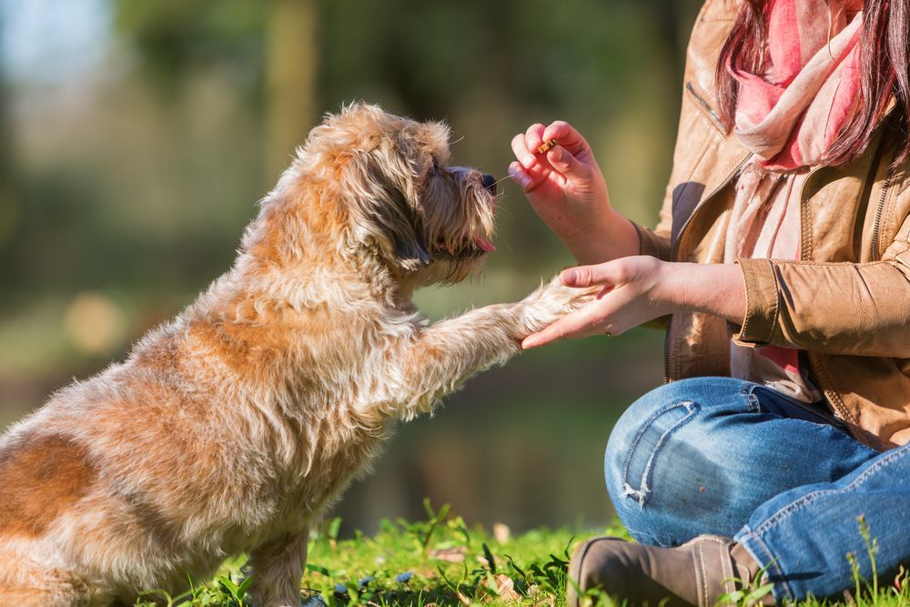 A Woman Is Giving A Dog A High Five While Sitting In The Grass — Barking Happy Treats In Collombatti, NSW