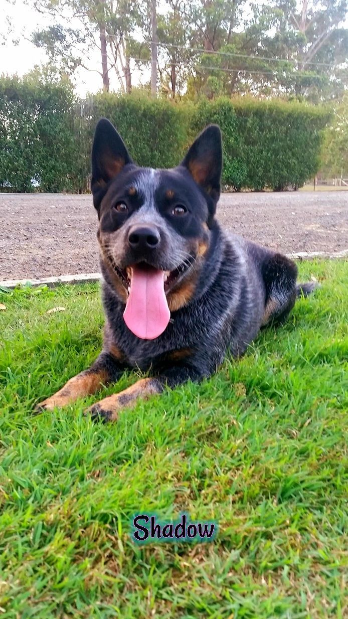 Blue and grey Australian Cattle Dog, Shadow, lying on green grass with tongue out. — Barking Happy Treats In Collombatti, NSW
