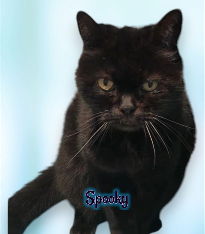 Black cat named Spooky with yellow eyes, set against a blurred blue background. — Barking Happy Treats In Collombatti, NSW