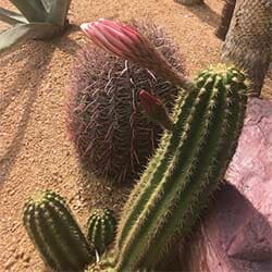 Landscaping Services — Cactus in Dallas, TX