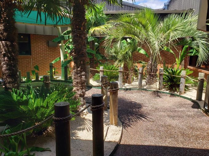 Landscaping Dallas, TX Texas Palm Trees and Irrigation LLC