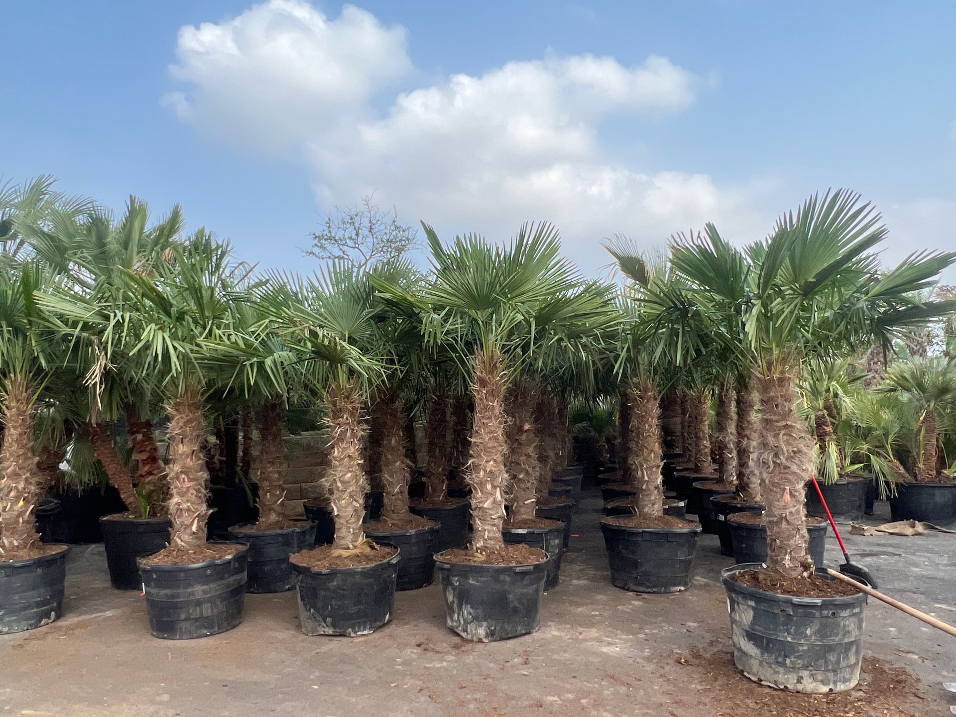 Landscaping Dallas, TX Texas Palm Trees and Irrigation LLC