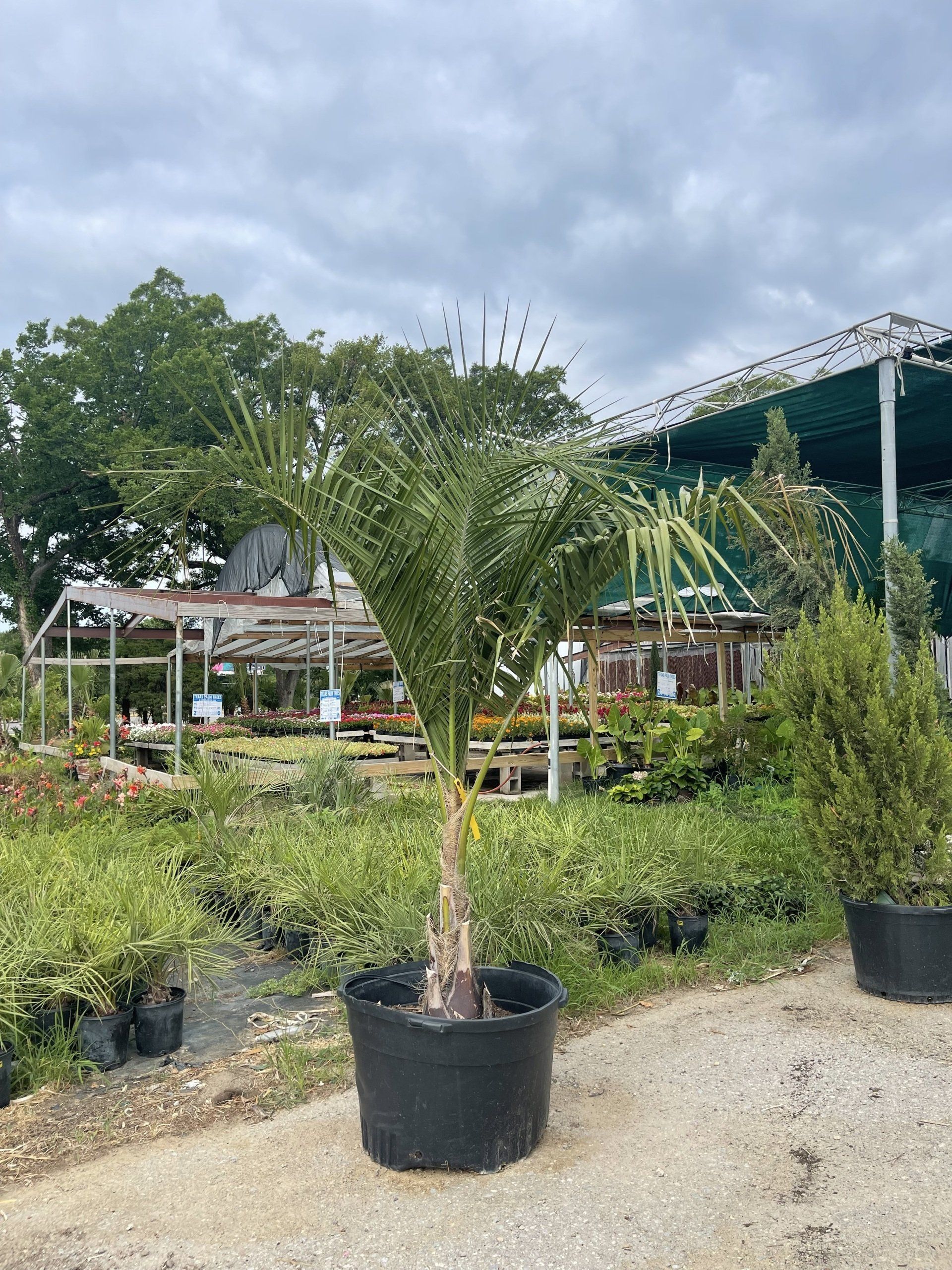 Exotic Plants Dallas, TX Texas Palm Trees and Irrigation LLC