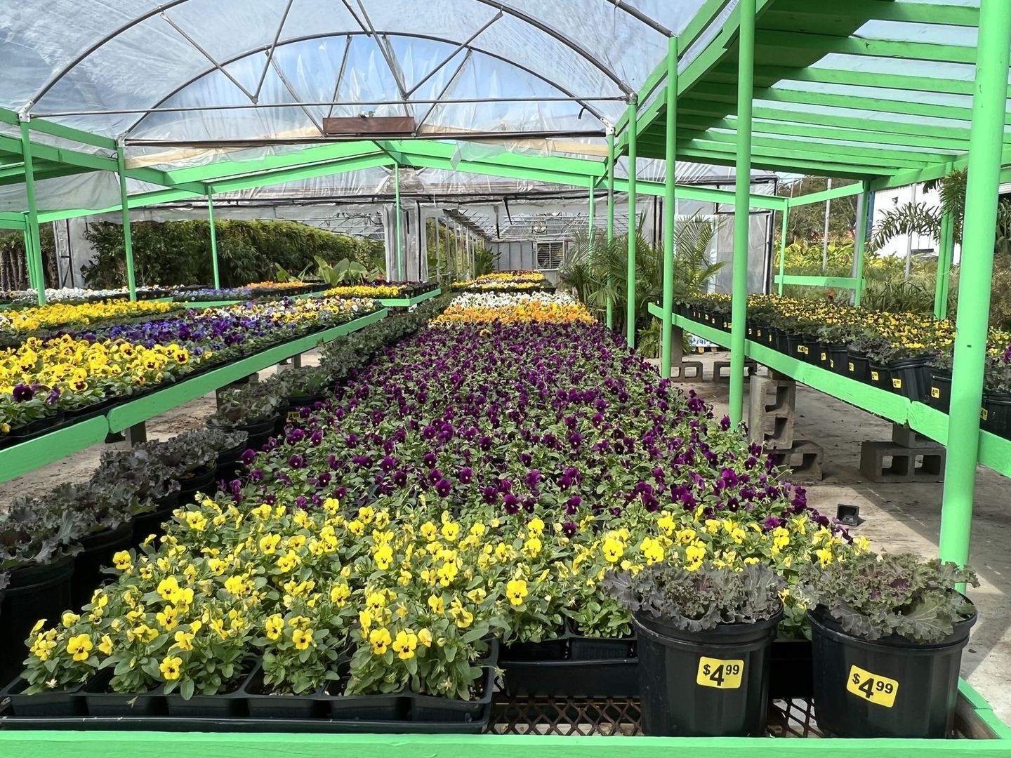 Landscaping Dallas, TX Texas Palm Trees and Irrigation LLC