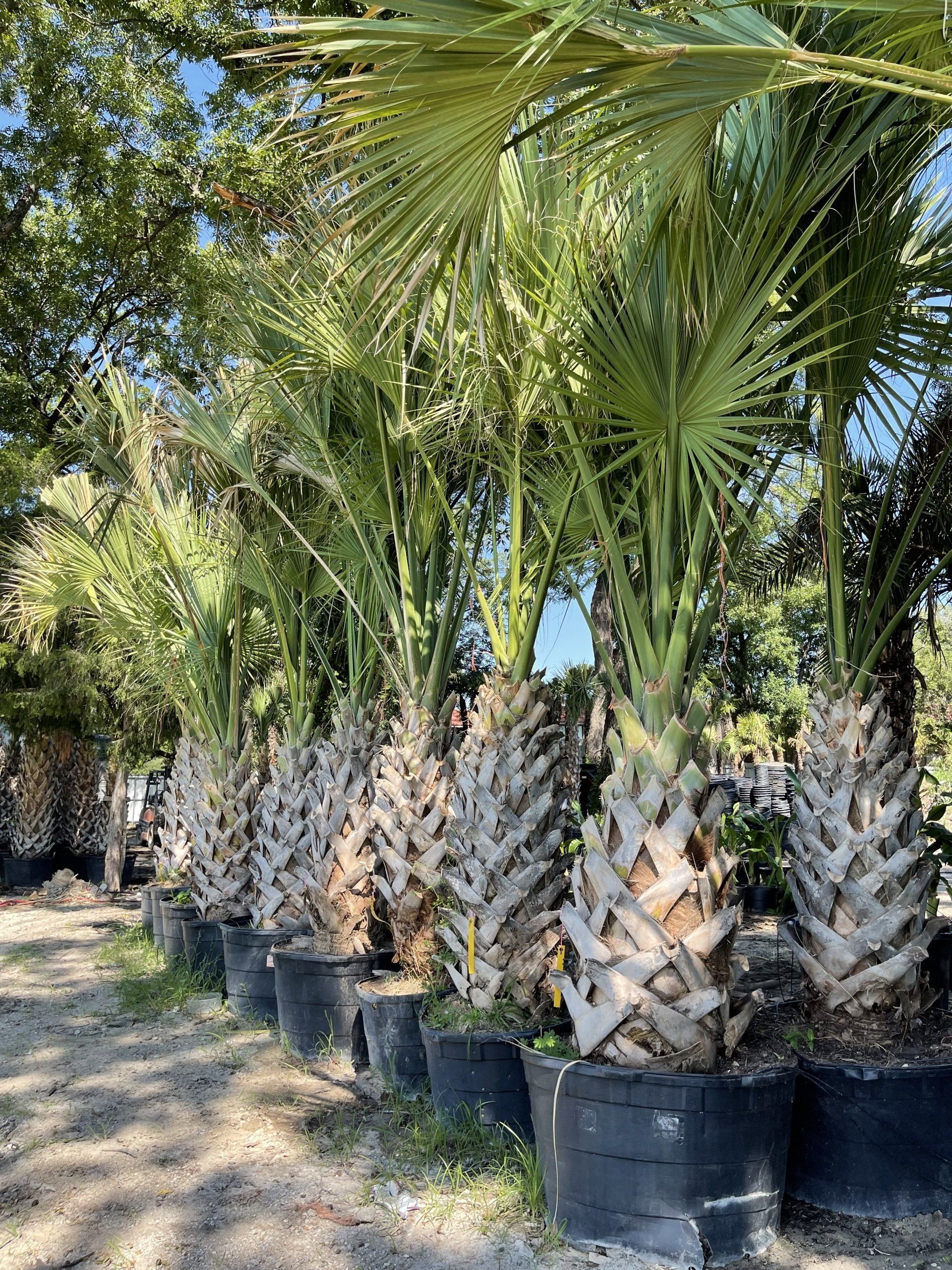 Exotic Plants Dallas, TX Texas Palm Trees and Irrigation LLC