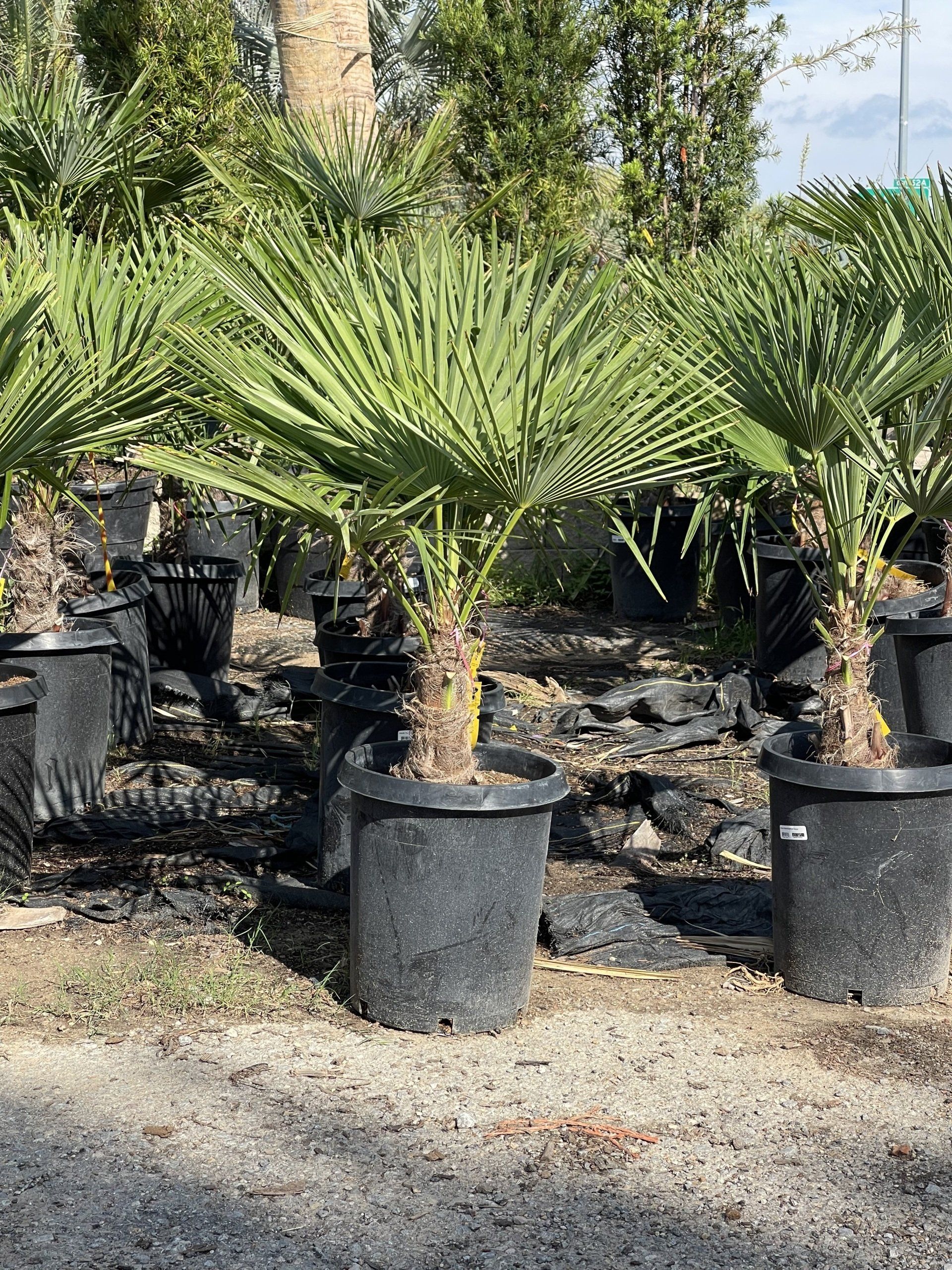 Exotic Plants Dallas, TX Texas Palm Trees and Irrigation LLC