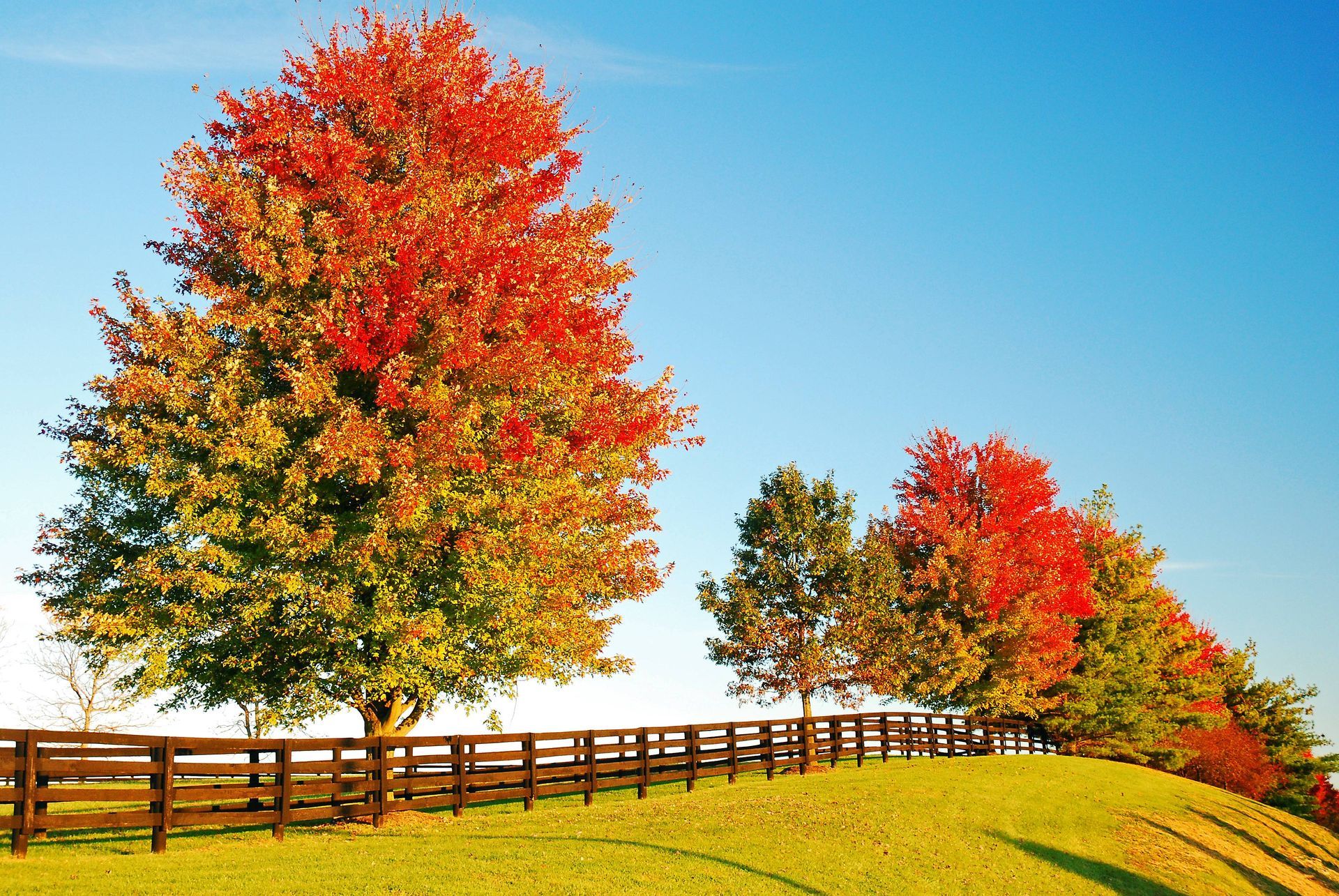 Group of autumnal trees in a field near Versailles, KY