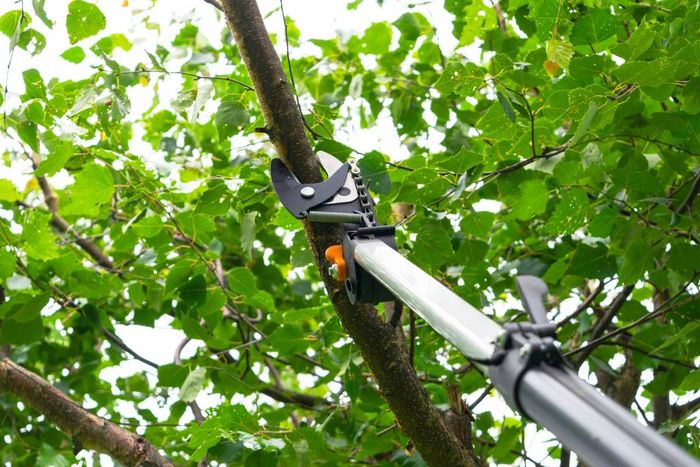 Pruning a tree branch with pruning shears near Versailles, KY