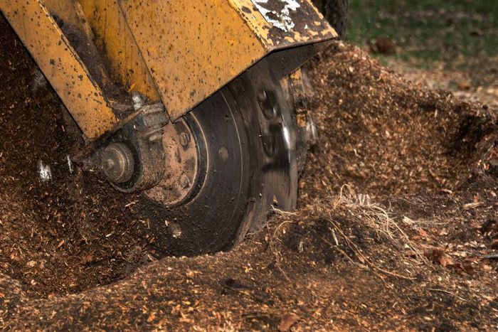 Tree stump grinding machine in operation near Versailles, KY