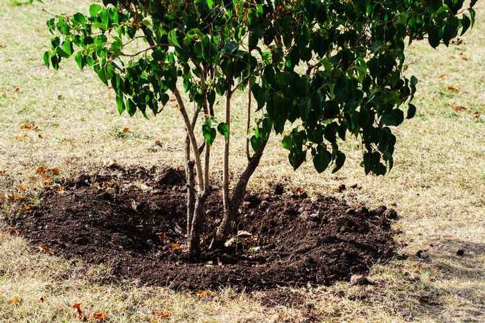 Close-up of a recently transplanted tree  near Versailles, KY