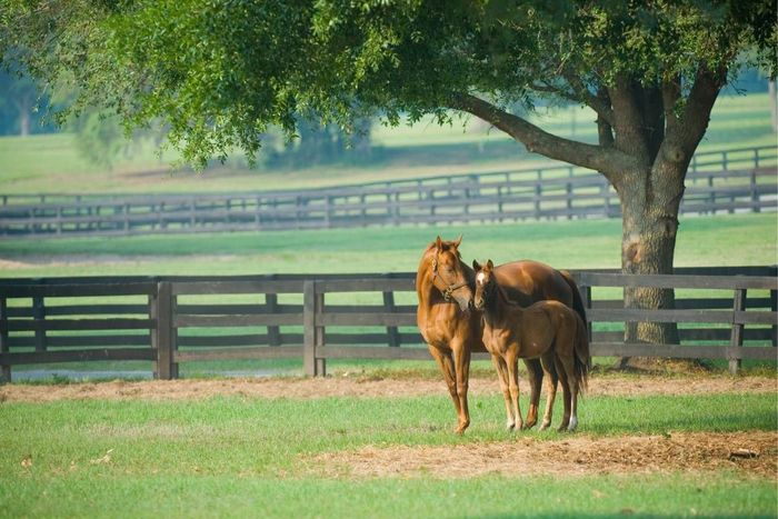 Horse mare and foal on a horse farm  near Versailles, KY