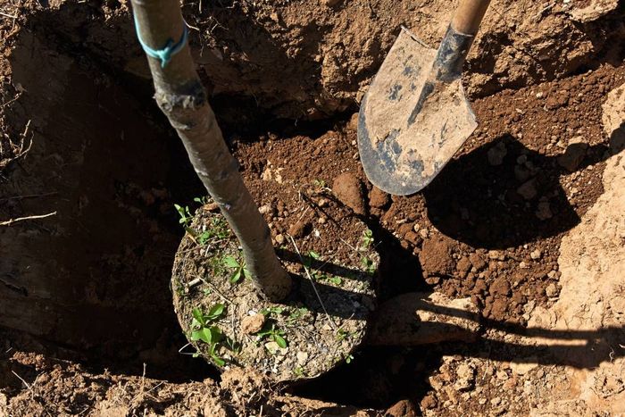 Tree Being Planted  near Versailles, KY