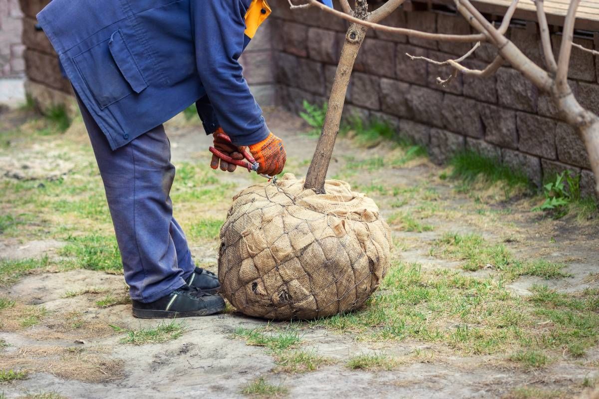 An Individual transplanting a tree in the middle of a yard near Central Kentucky