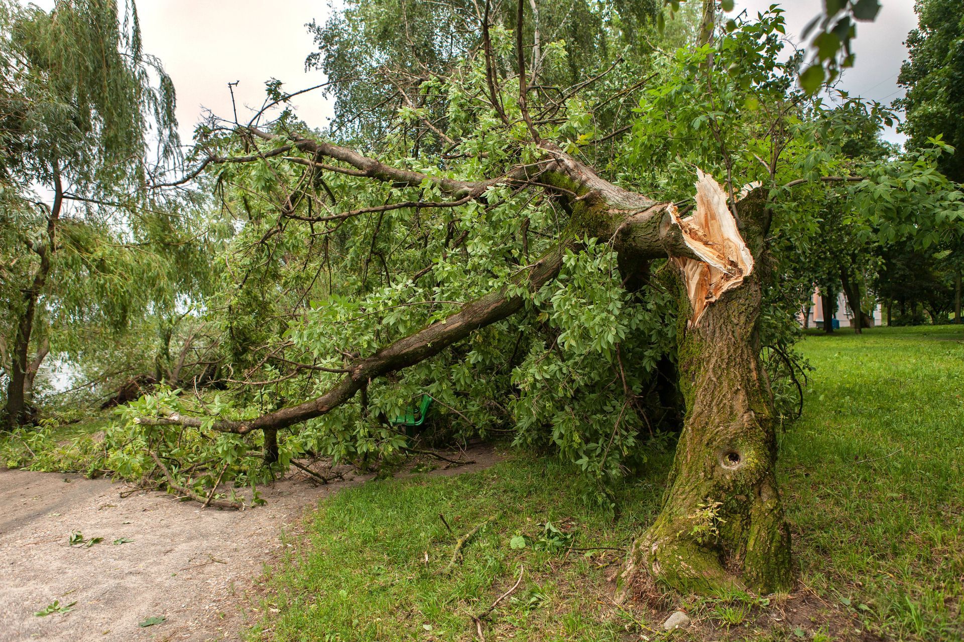 Fallen tree by the side of the road near Central Kentucky