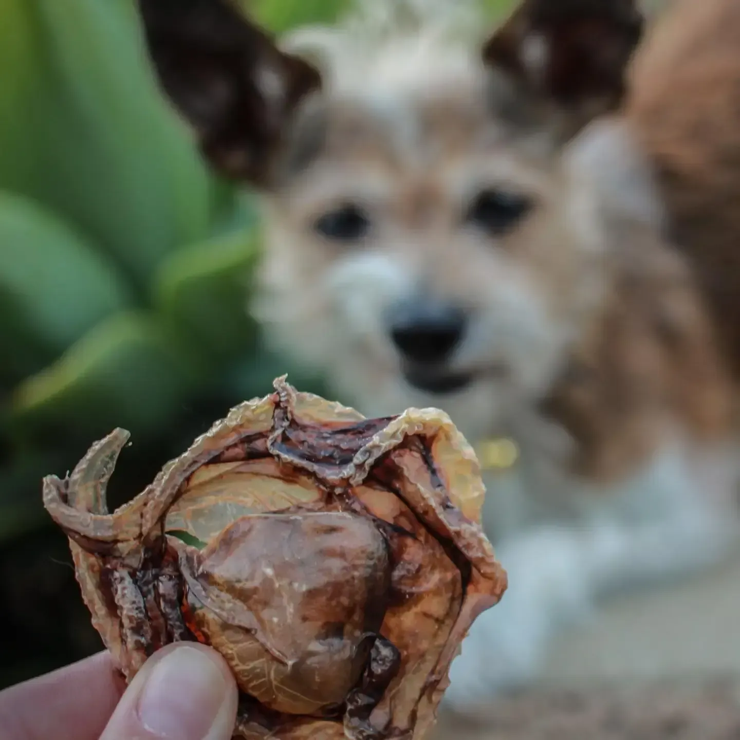 Dehydrated Wild Baby Octopus 1 piece