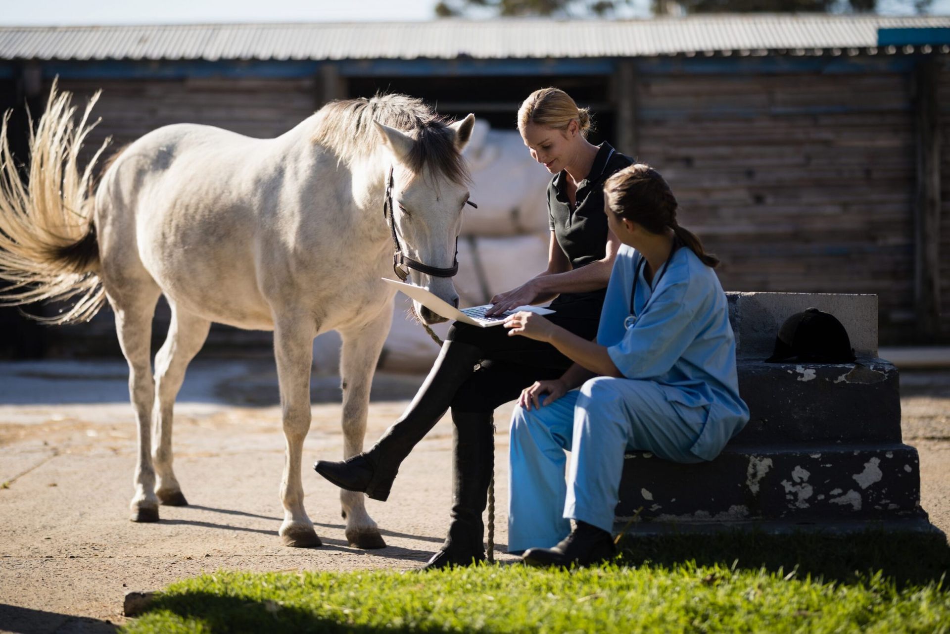 Veterinarian examining a white horse with an assistant outside a stable.