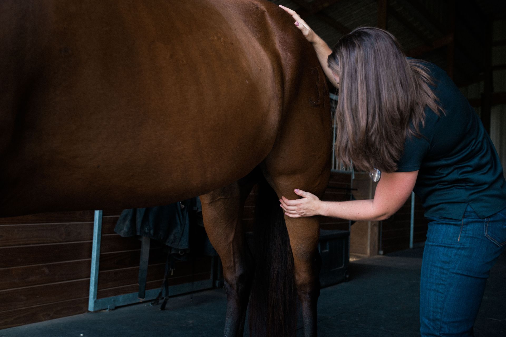 Woman in jeans and a black shirt examining a brown horse's leg in a stable.