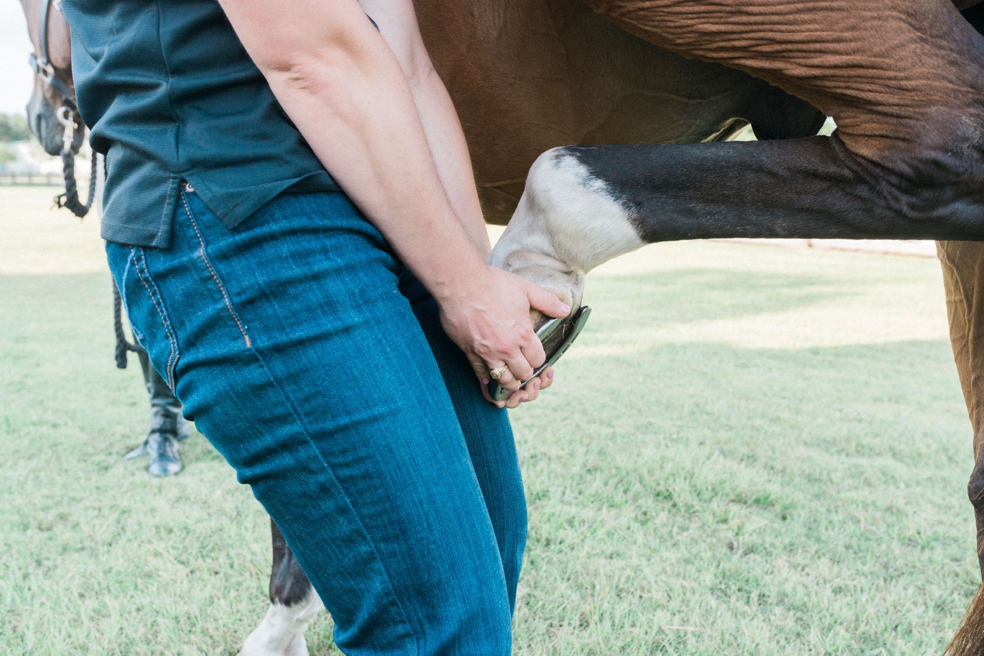 Person holding a horse's hoof in a grassy outdoor setting, checking its foot.