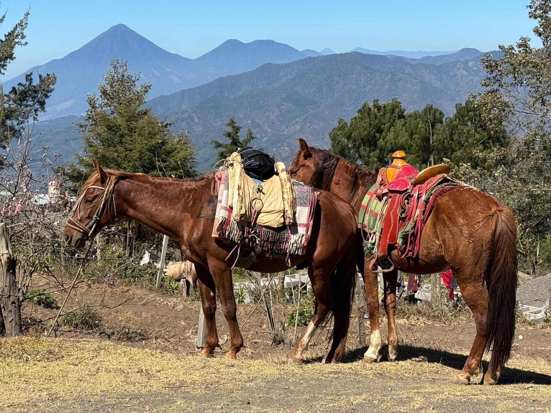 Two horses in Guatemala by active volcanoes