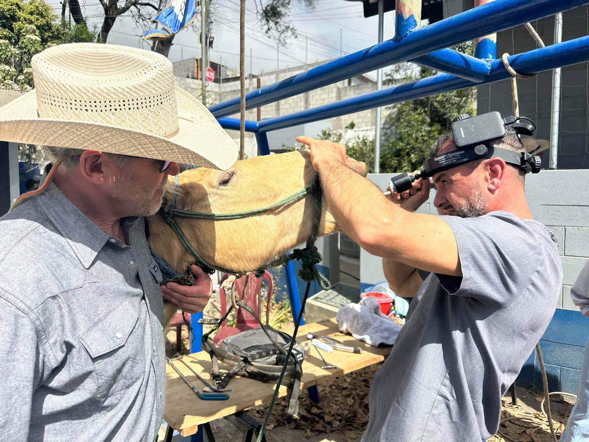 Man examining a camel's head while another holds it. Outdoor setting, daylight.