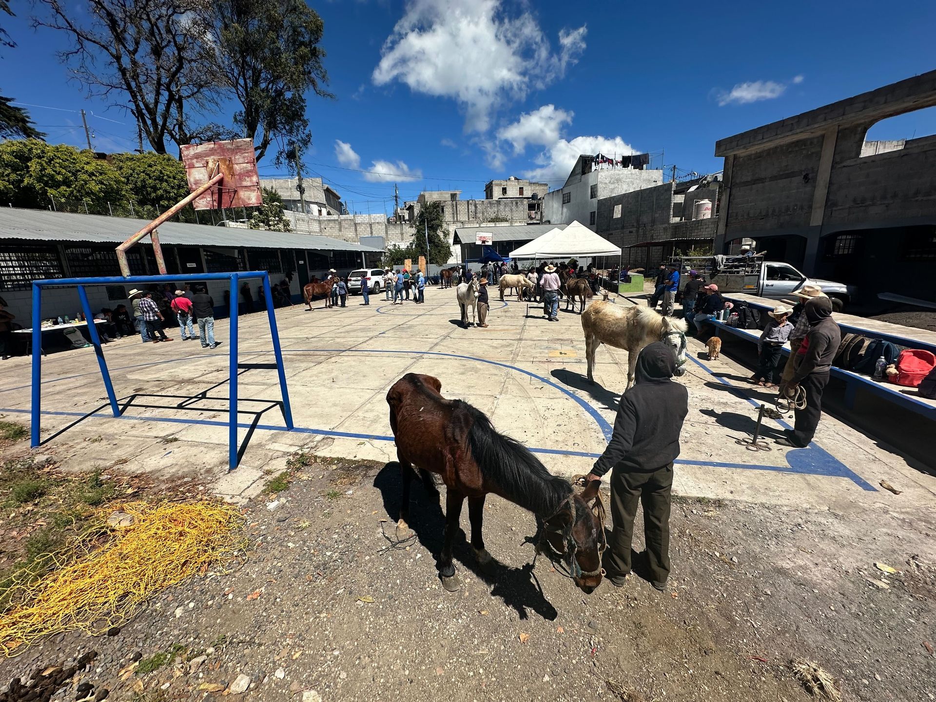 Horses on a concrete basketball court. People are present; sunny, outdoor setting.