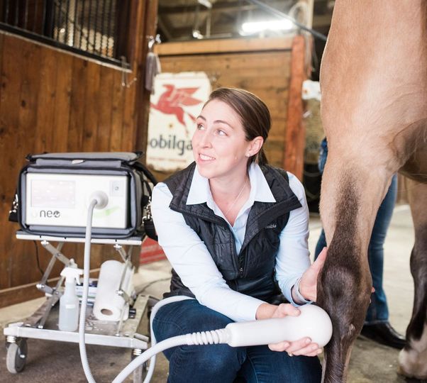 Veterinarian using ultrasound on a horse's leg in a barn. The vet smiles, holding a scanner.