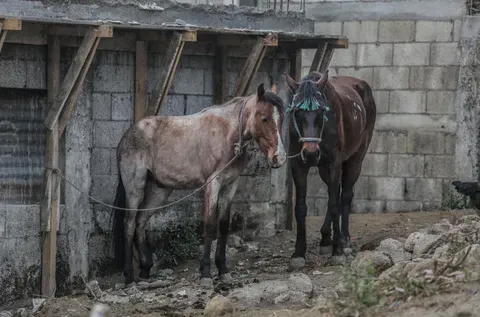 Two horses tied near a concrete wall. One is tan, the other brown.