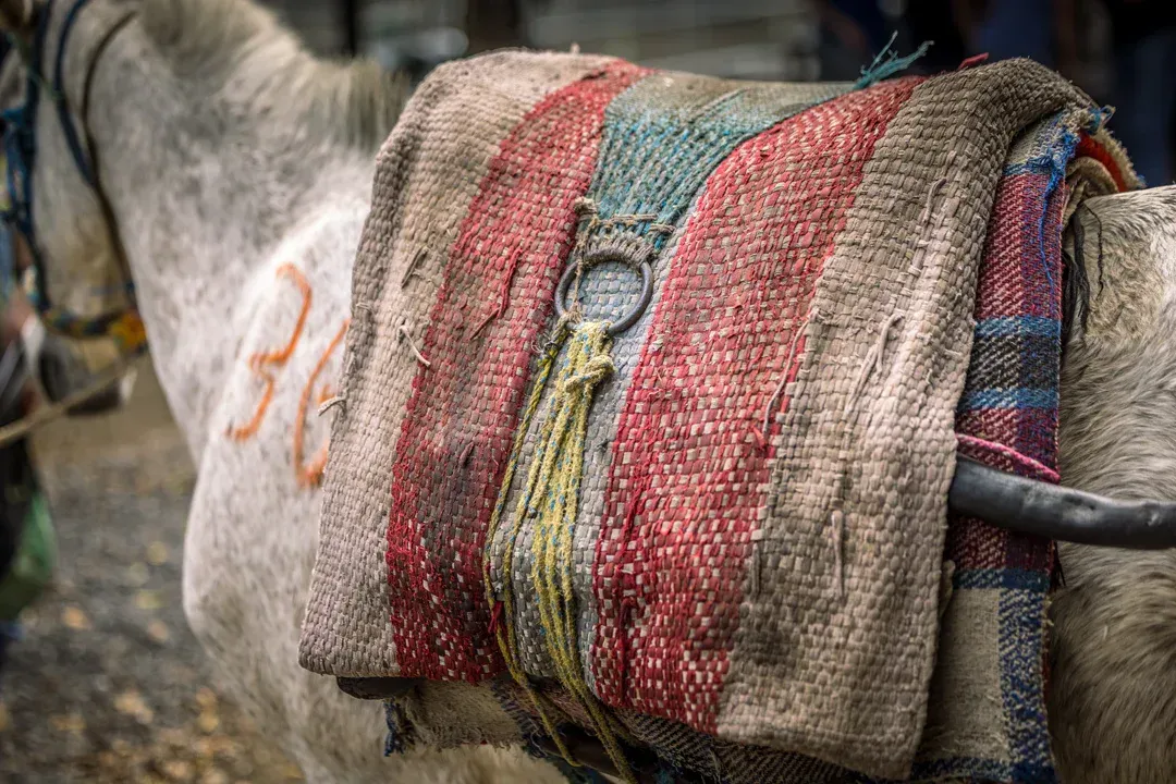 White donkey wearing a well-worn saddle with red, blue and green stripes, ready for a ride.