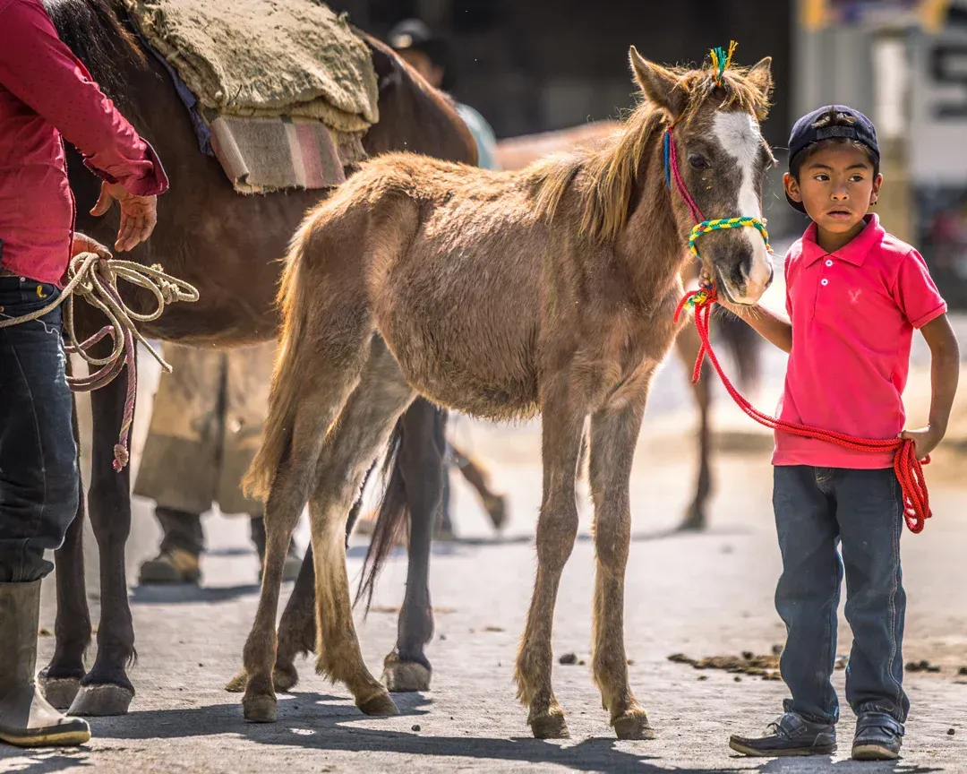 Young boy in pink shirt leads a foal with a red rope in a sunny street.