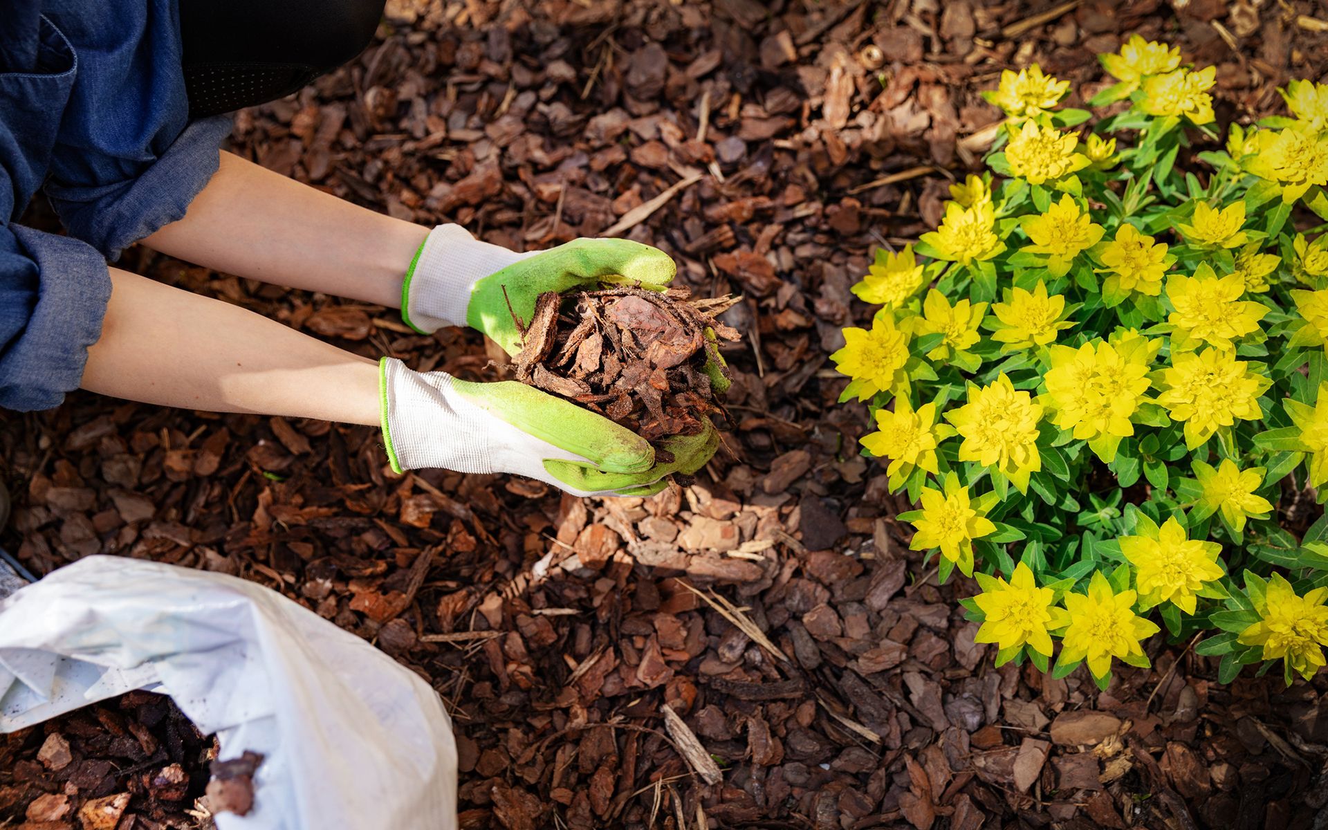 A person is planting flowers in a garden.
