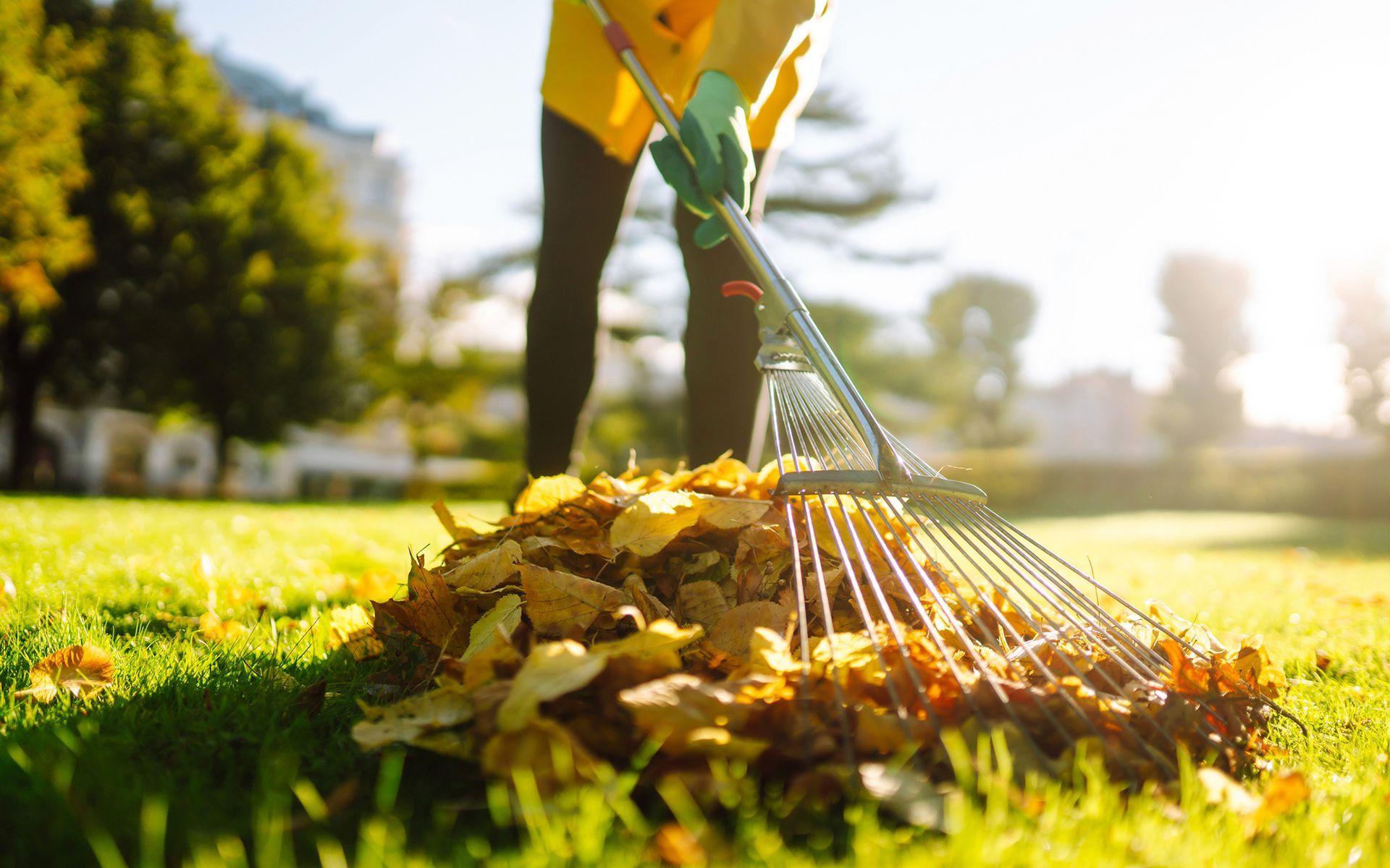 A person is raking leaves on a lush green lawn.