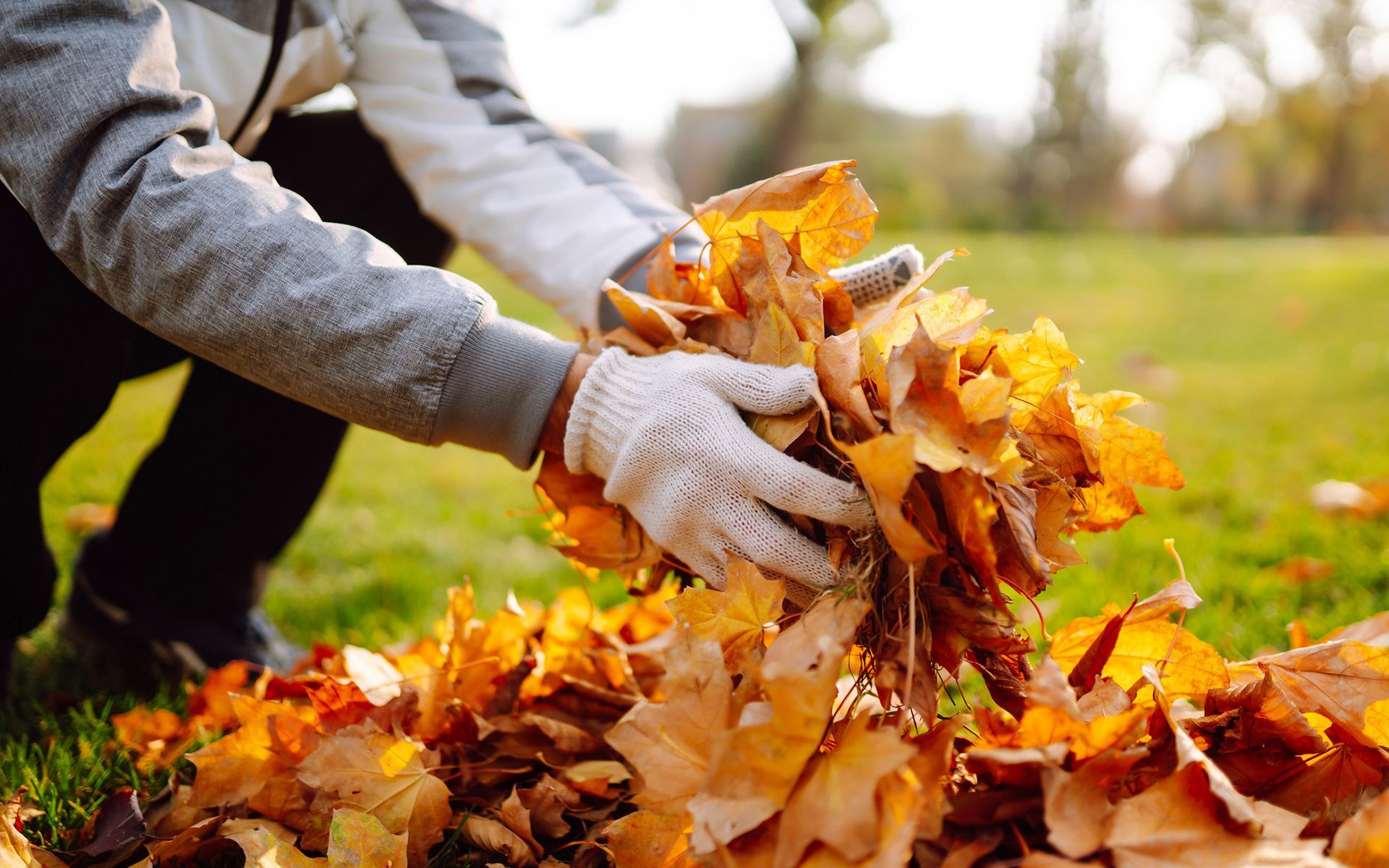 A person is picking up leaves from the ground in a park.