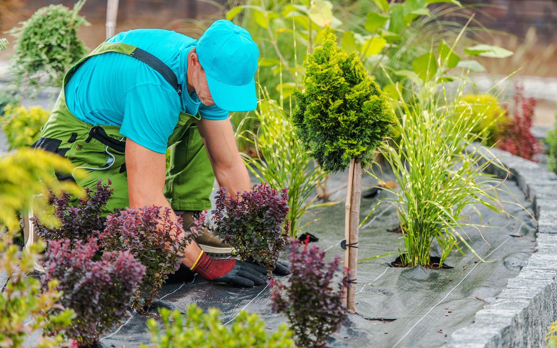 A man is planting plants in a garden.