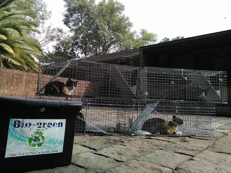 BIO-GREEN CONTROL ECOLÓGICO DE PLAGAS