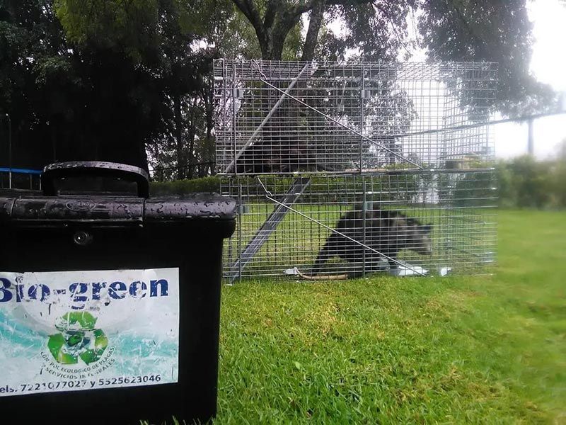 BIO-GREEN CONTROL ECOLÓGICO DE PLAGAS