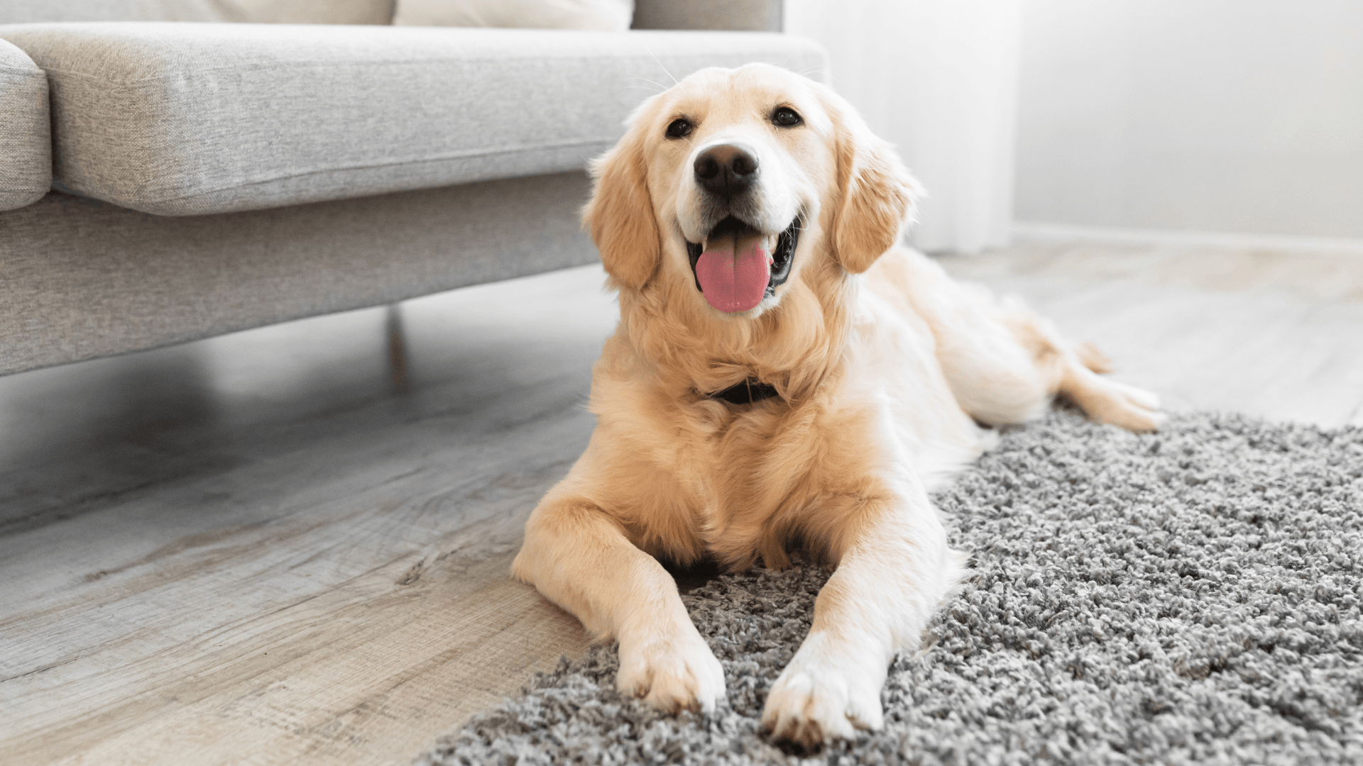 golden retriever laying on gray carpet and wooden floor with tongue out