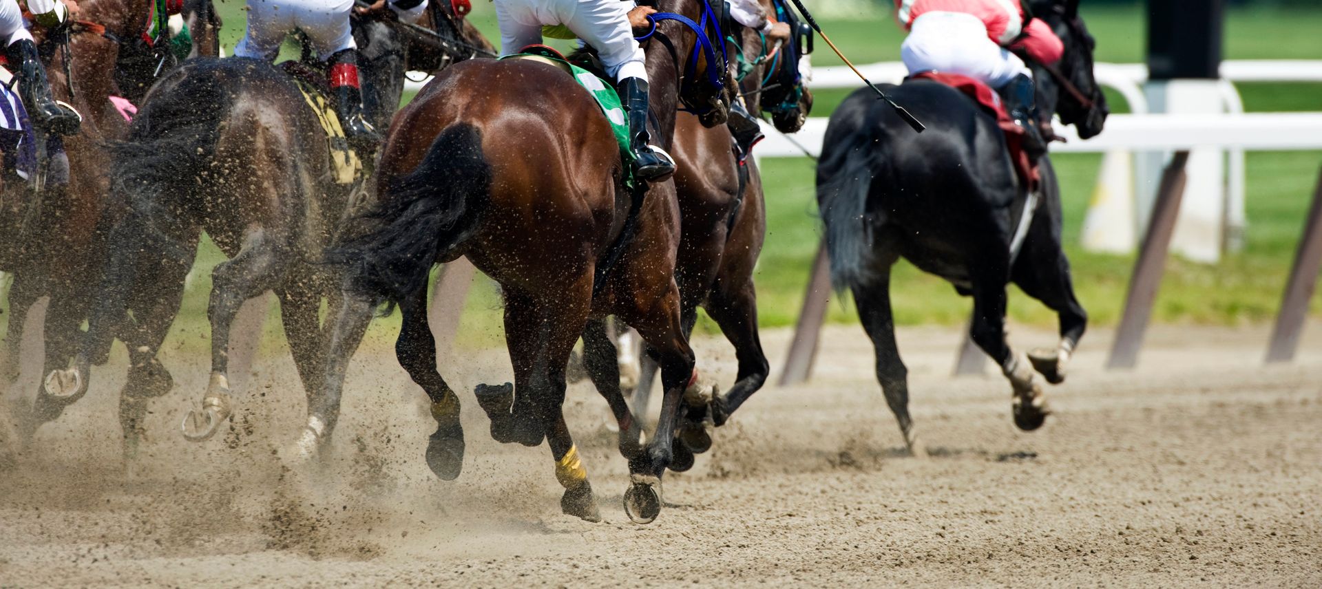 horses running