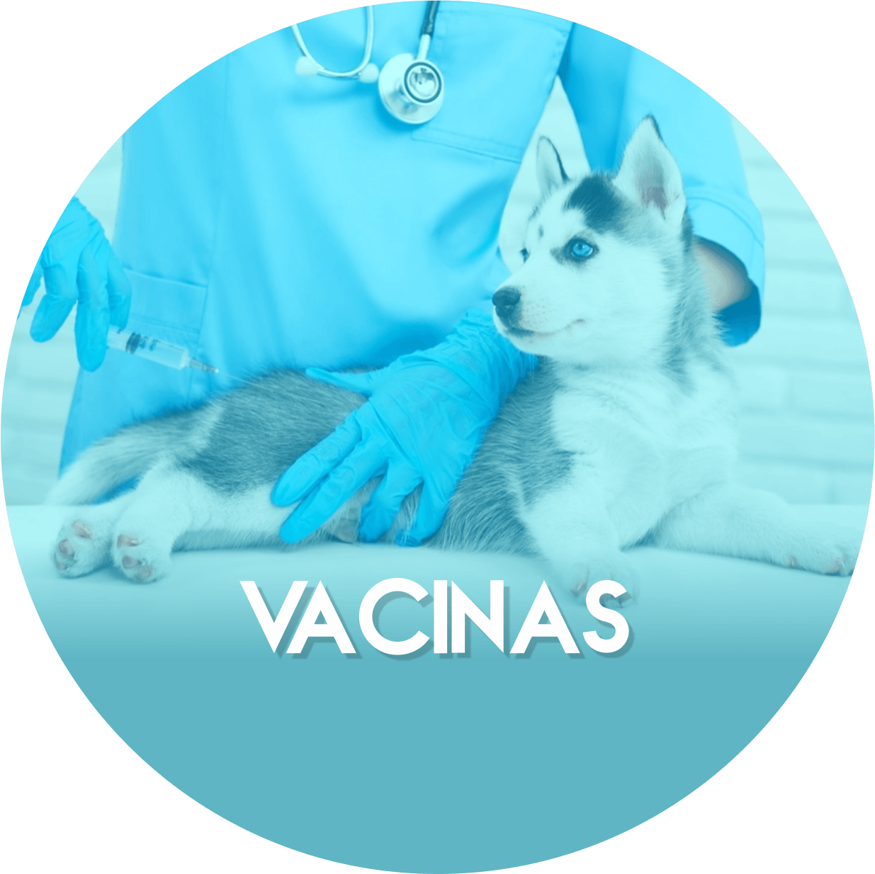 Um filhote de husky está sendo vacinado por um veterinário.