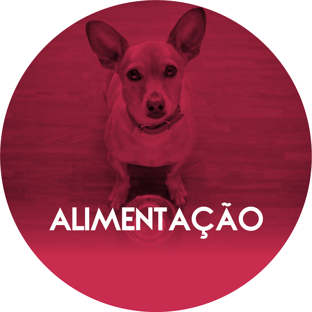 Um círculo vermelho com a palavra alimentacao nele