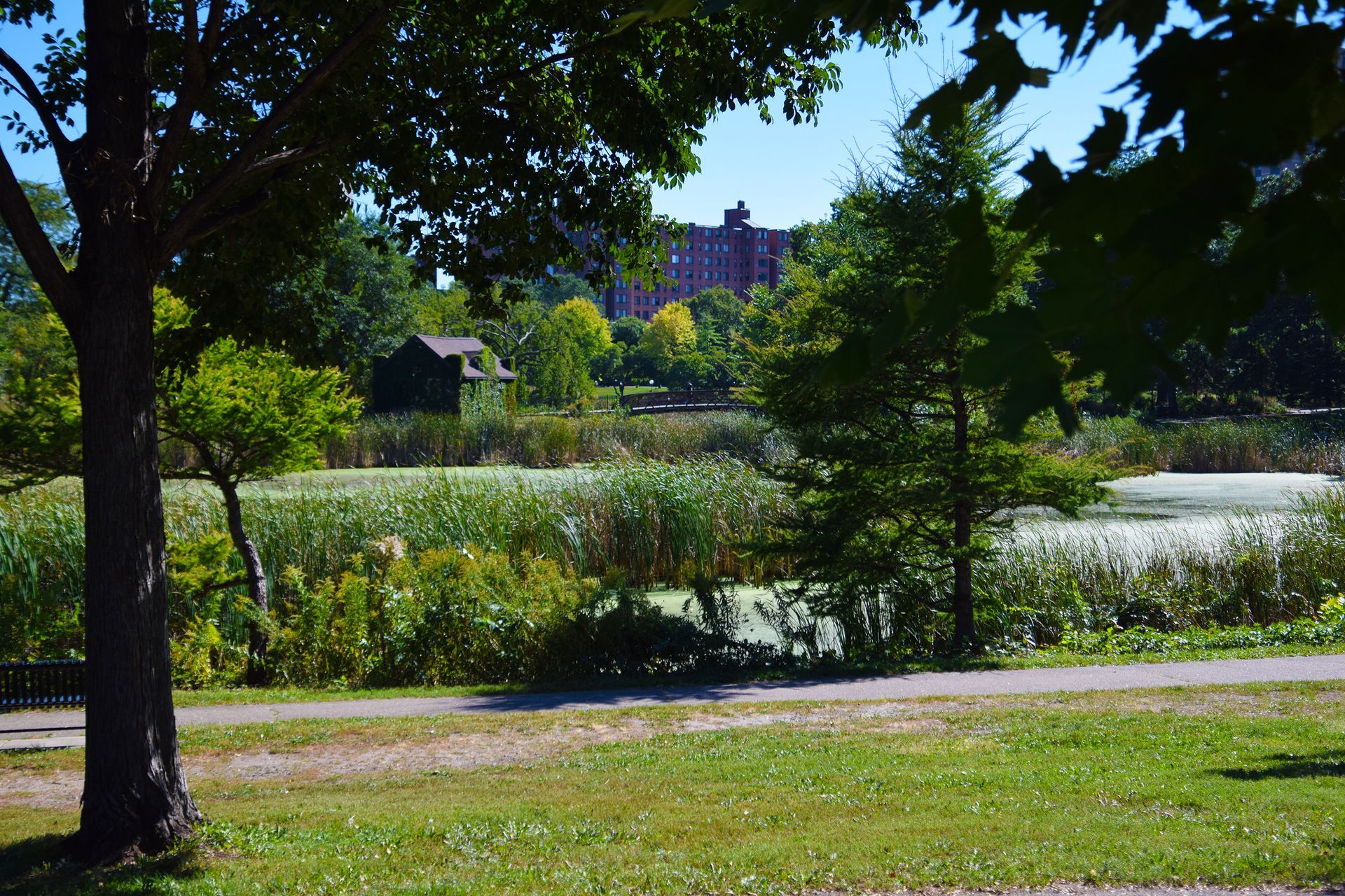 A park with a pond and trees on a sunny day. A building is in the background.