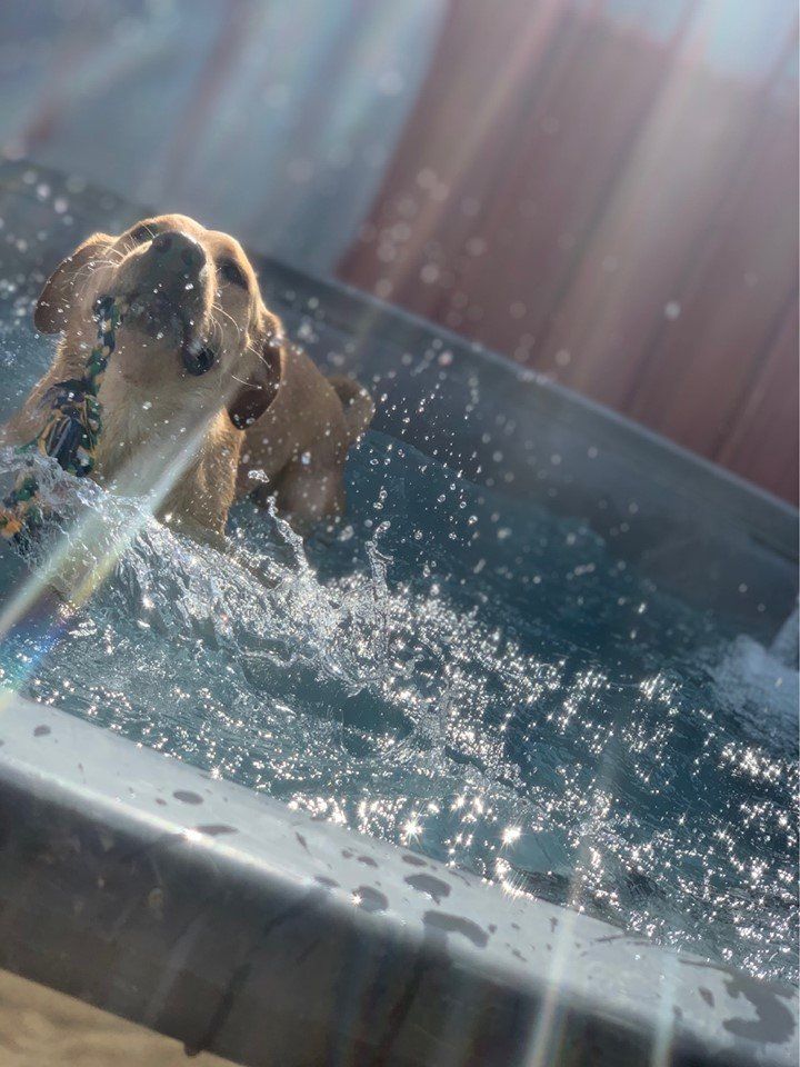 the-bow-wow-barn-facebook-photos-1