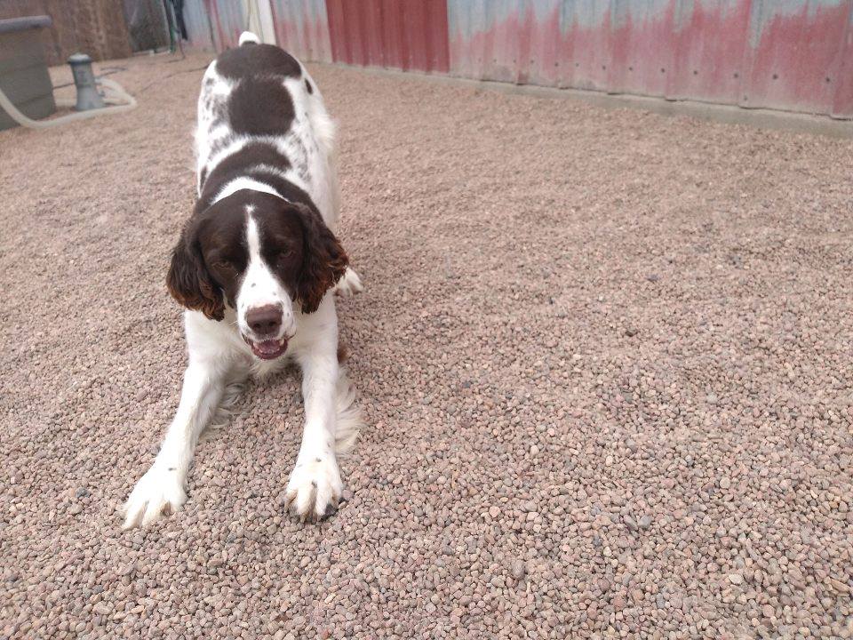 the-bow-wow-barn-facebook-photos-4