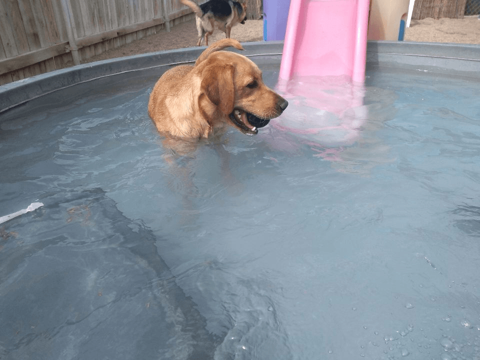 the-bow-wow-barn-facebook-photos-6